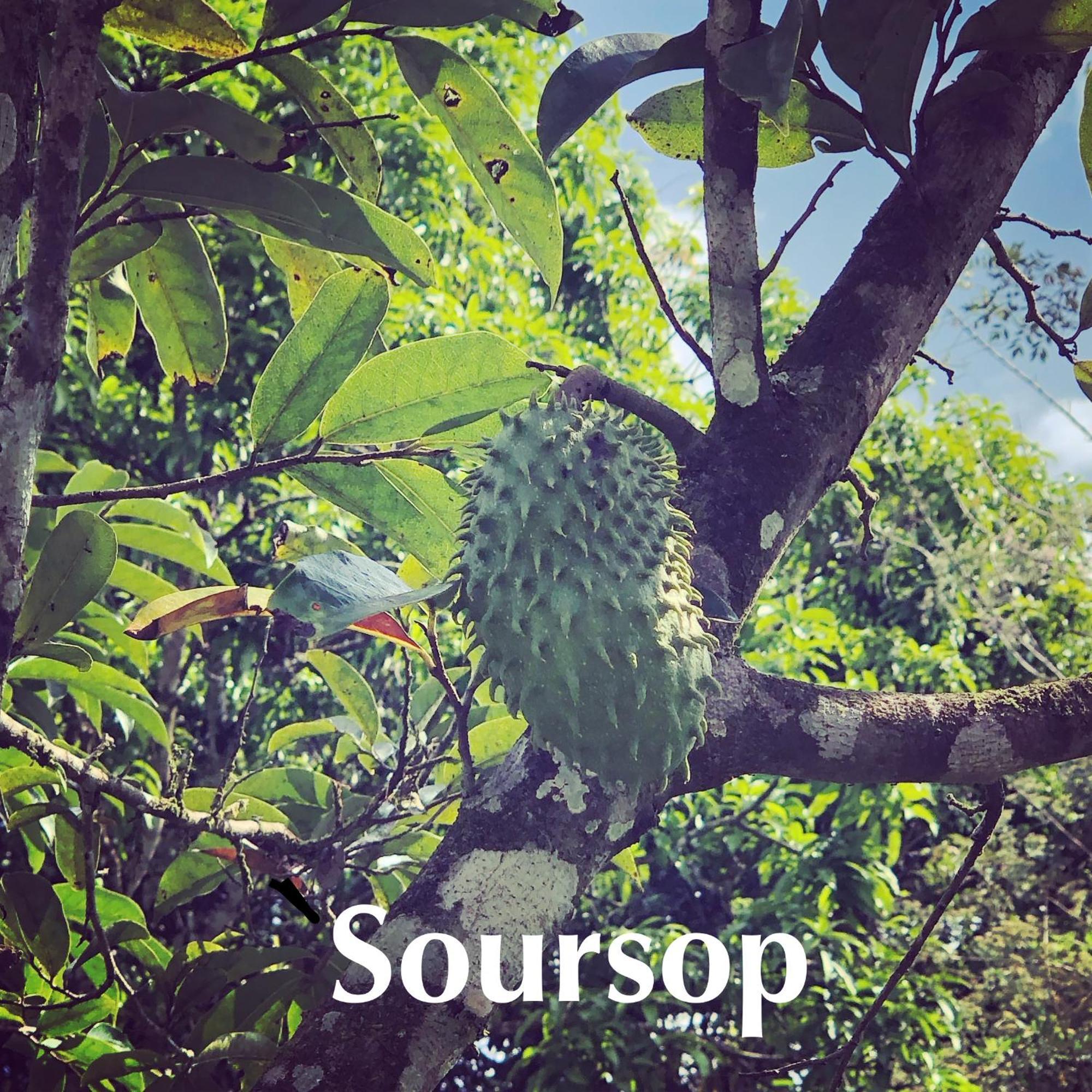 Soursop Hostel Cueta Exterior foto